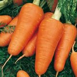 Семена моркови Апельсинка Агромакси 2 г - купить | Good Harvest