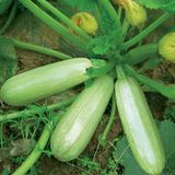 Насіння кабачків Опал F1 GL Seeds 5 шт - купити | Good Harvest