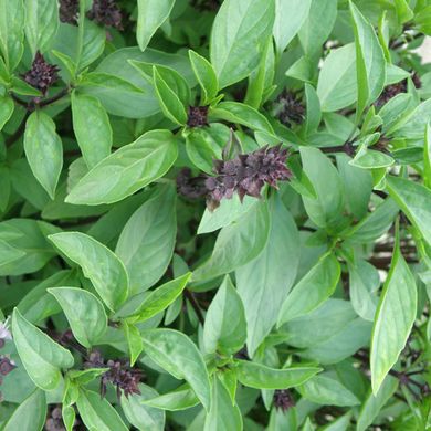 Семена базилика зеленого Анисовый аромат Hem Zaden PN 0,5 г 19.0009 фото