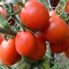 Насіння томатів Земляк безрозсадний Агромаксі 0,4 г