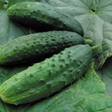 Насіння огірків Патріот F1 Moravo Seeds Агропак 10 шт - купить | Good Harvest