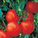 Насіння томатів Чумак Gl Seeds 0,25 г - купить | Good Harvest