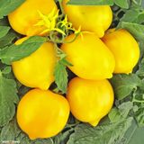 Семена томатов Чудо света Gl Seeds 0,2 г - купить | Good Harvest