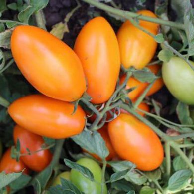 Семена томатов Золотой поток 0,1 г 11.2277 фото
