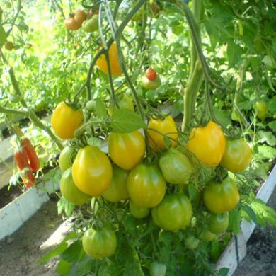 Семена томатов Чудо света Gl Seeds 0,2 г 11.1320 фото