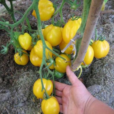 Насіння томатів Чудо світу Gl Seeds 0,2 г 11.1320 фото