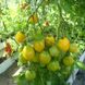 Насіння томатів Чудо світу Gl Seeds 0,2 г