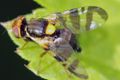 Профілактика та засоби боротьби з вишневою мухою дізнатися більше