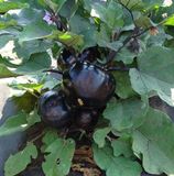 Насіння баклажана Лаура Moravo Seeds 20 шт - купить | Good Harvest