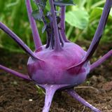 Семена капусты кольраби Виолетта 0,5 г - купить | Good Harvest