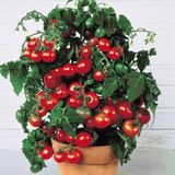 Насіння томатів Бонсай 0,1 г кімнатний - купити | Good Harvest