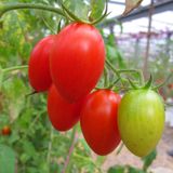 Насіння томатів Даліда Satimex Садиба 0,1 г - купити | Good Harvest