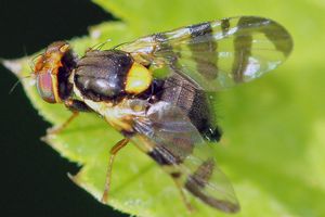 Профилактика и средства борьбы с вишневой мухой узнать больше