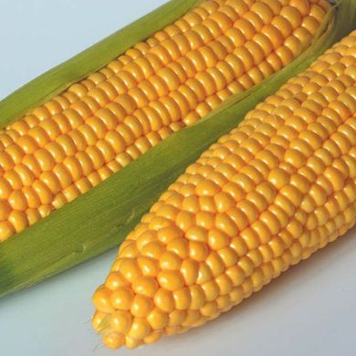 Семена кукурузы Тусон F1 (Тайсон F1) Syngenta 5 г 11.2702 фото