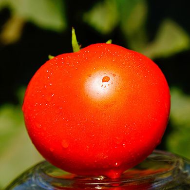 Насіння томатів Каста F1 Clause, Садиба 8 шт 11.2484 фото