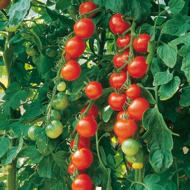 Насіння томатів Восторг садівника Садиба 0,1 г 11.2154 фото