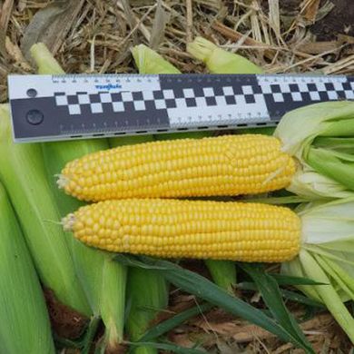 Семена кукурузы Тусон F1 (Тайсон F1) Syngenta 5 г 11.2702 фото