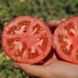 Насіння томатів Каста F1 Clause, Садиба 8 шт