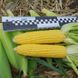 Семена кукурузы Тусон F1 (Тайсон F1) Syngenta 5 г