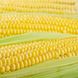 Семена кукурузы Тусон F1 (Тайсон F1) Syngenta 5 г