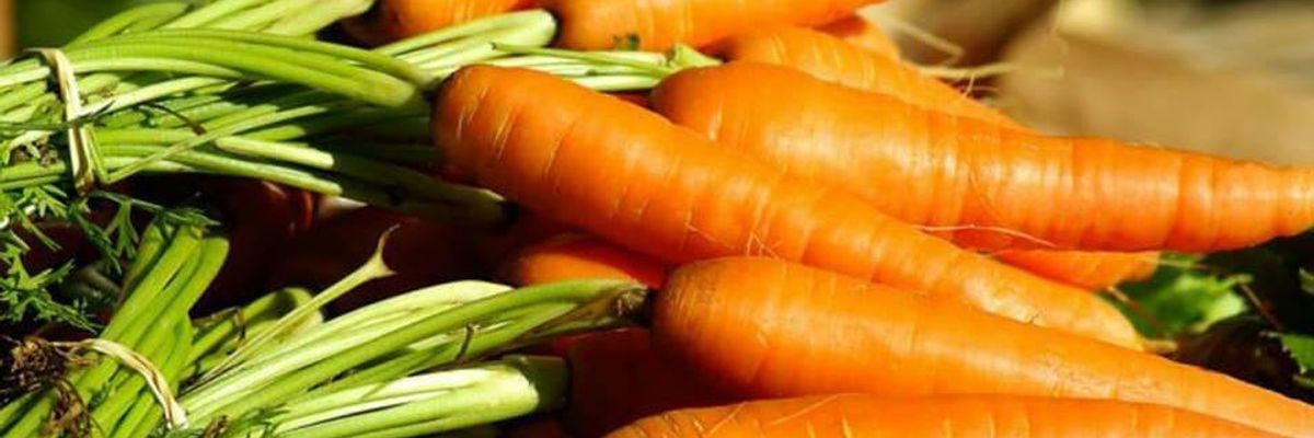 Сортотипы моркови узнать больше