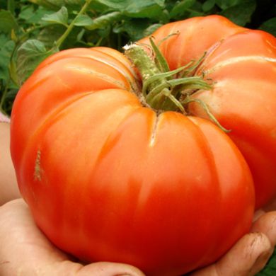 Насіння томатів Деліціозус 0,1 г 11.2508 фото