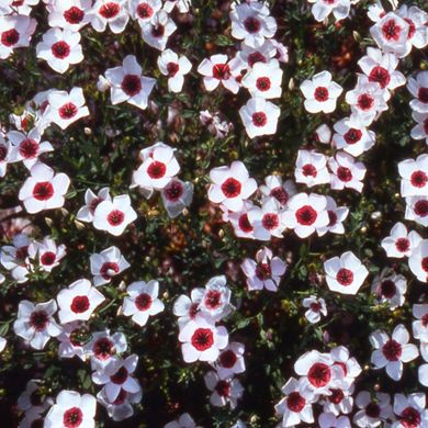 Насіння льону крупноквіткового Hem Zaden біло-червоний 0,5 г 10.1522 фото