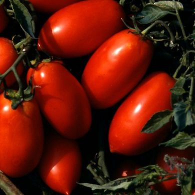 Насіння томатів Денар Satimex Садиба 5 г 11.2057 фото