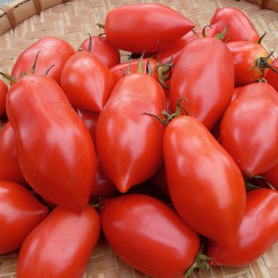 Насіння томатів Кенігсберг 0,1 г 11.2279 фото