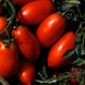 Насіння томатів Денар Satimex Садиба 5 г