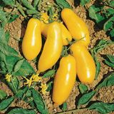 Насіння томатів Бананові ніжки Сонячний Март 20 шт - купити | Good Harvest