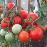Насіння томатів Ефемер 0,1 г - купить | Good Harvest