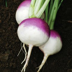 Семена репы Пурпурная с белым кончиком Satimex Садыба 10 г 11.1984 фото