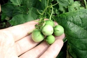 Як виростити картоплю з насіння дізнатися більше
