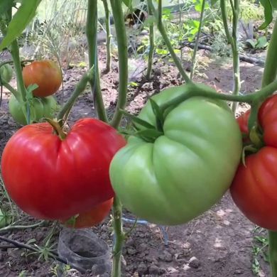 Насіння томатів Три товстуни 0,1 г 11.2509 фото