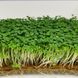 Семена микрозелени Рукола микс 10 г