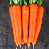 Семена моркови Лагуна F1 Nunhems Zaden 400 шт - купить | Good Harvest