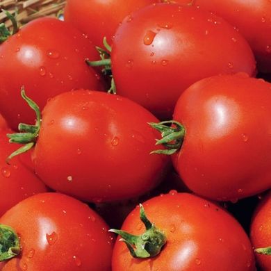 Насіння томатів Наміб F1 Syngenta Агропак 10 шт 11.2059 фото