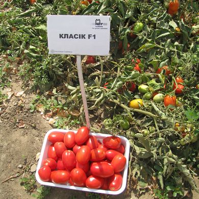 Семена томатов Классик F1 Nunhems Zaden Садыба Центр 50 шт 11.2281 фото