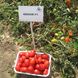 Насіння томатів Класик F1 Nunhems Zaden Садиба Центр 50 шт