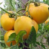 Насіння томатів Жираф Gl Seeds 0,1 г - купить | Good Harvest