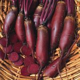 Семена свеклы Атаман Садыба Satimex 10 г - купить | Good Harvest