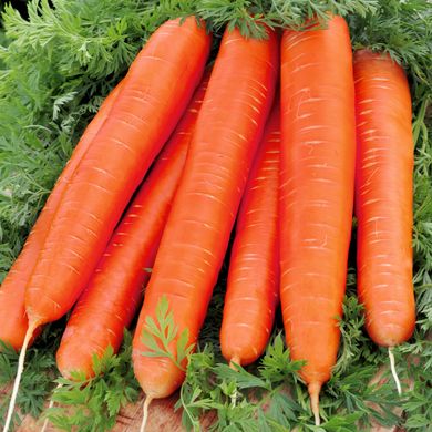 Насіння моркви Ланге Роте Штумпф 2 г 11.1848 фото