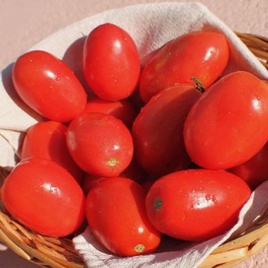 Насіння томатів Новачок Агромаксі 3 г 11.2060 фото