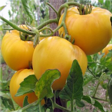 Насіння томатів Жираф Gl Seeds 0,1 г 11.1322 фото