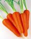 Семена моркови Абако F1 Seminis 400 шт