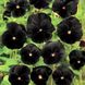 Семена фиалки садовой Швейцарский гигант черный 0,1 г