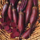 Семена свеклы Атаман Садыба Satimex 2 г - купить | Good Harvest