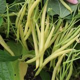 Семена фасоли спаржевая желтая Голден Гол Zasco B.V. 100 шт - купить | Good Harvest