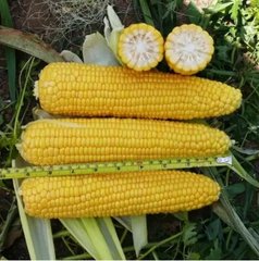 Семена кукурузы Добрыня F1 Lark Seeds 5 г 11.3141 фото